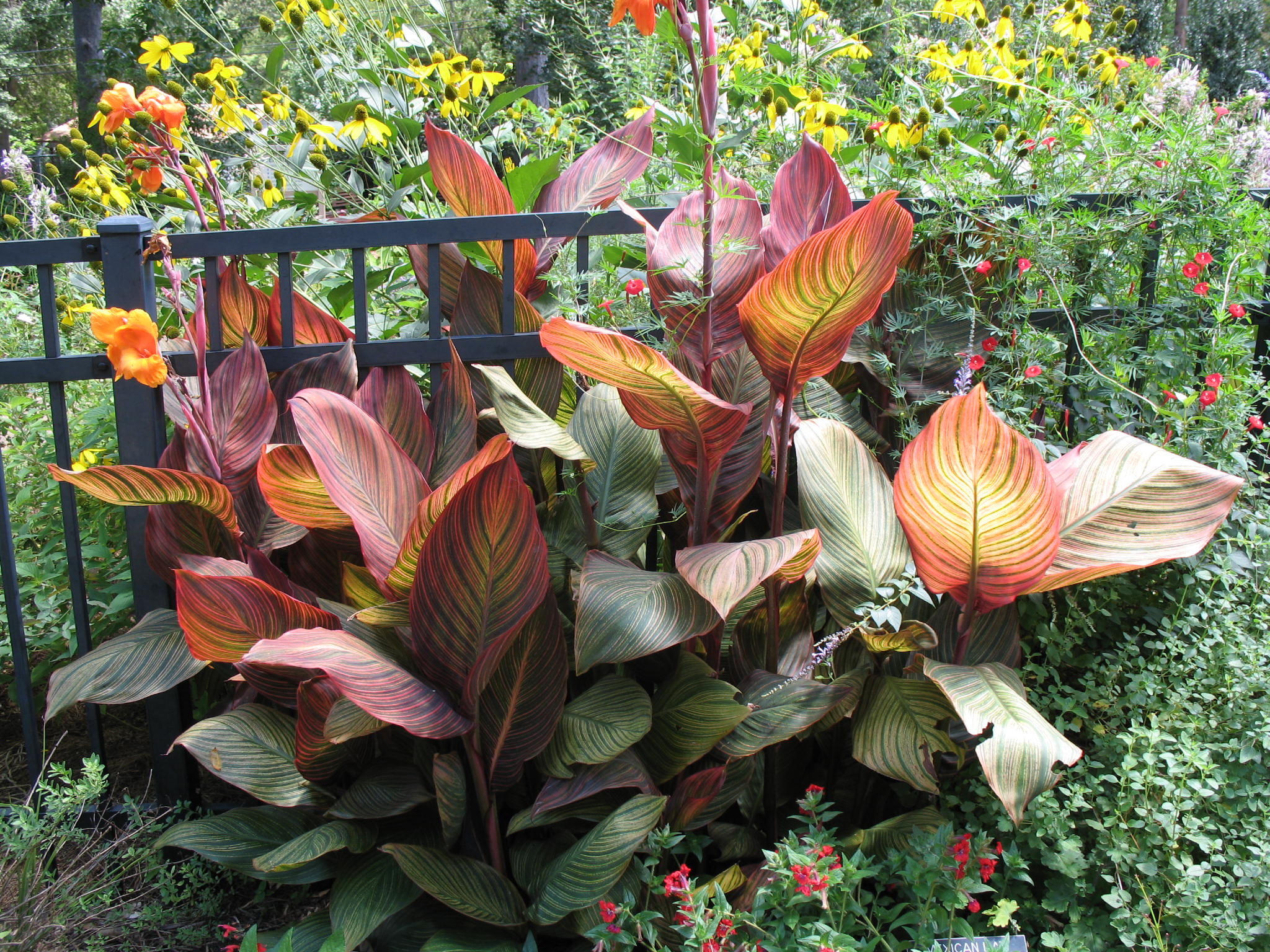 Online Plant Guide - Canna 'Tropicana' / Tropicana Canna